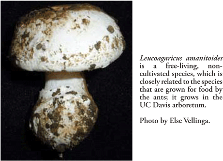 Of Course, Only A Small Set Of Enzymes Have Been Tested, - Leucoagaricus Gongylophorus (500x354), Png Download