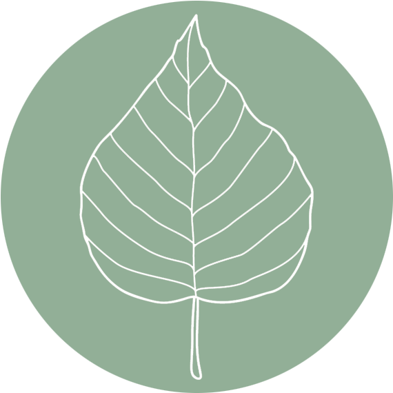 Birch (777x1000), Png Download