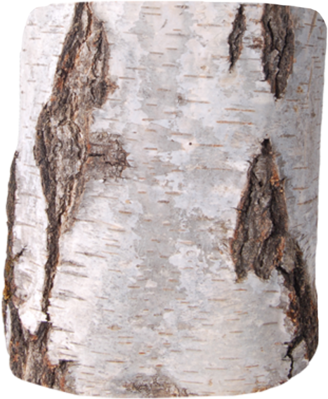 Birch Art - Nr - 1130 - - Hand (752x582), Png Download