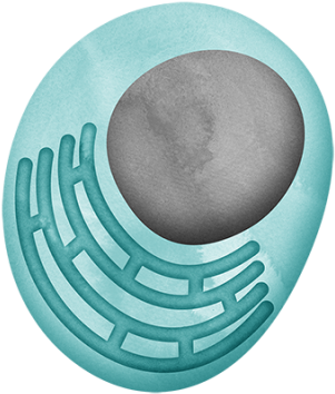 B Cells That Have Been Activated To Produce Antibodies - Plasma B Cell (800x450), Png Download