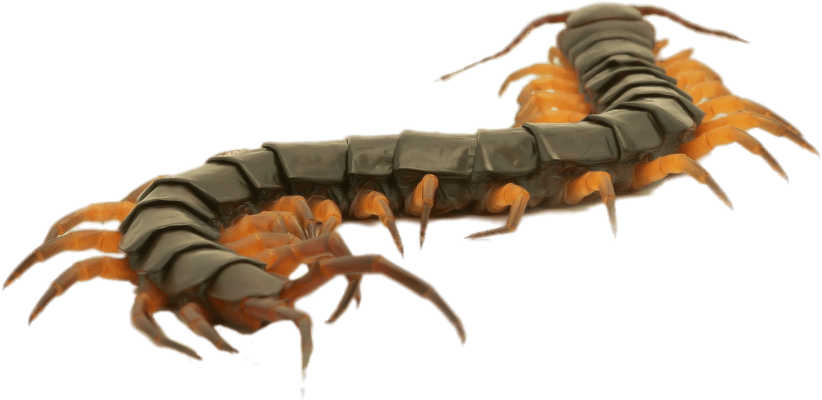 Close Up Of A Brown Centipede - Close Up On Centipede (1280x768), Png Download
