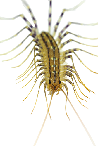 Centipede - Types Of Millipedes In Ontario (335x500), Png Download