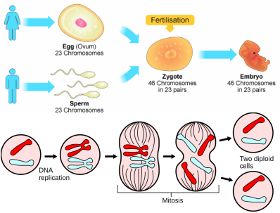 Picture - Produce Haploid Sex Cells (398x303), Png Download