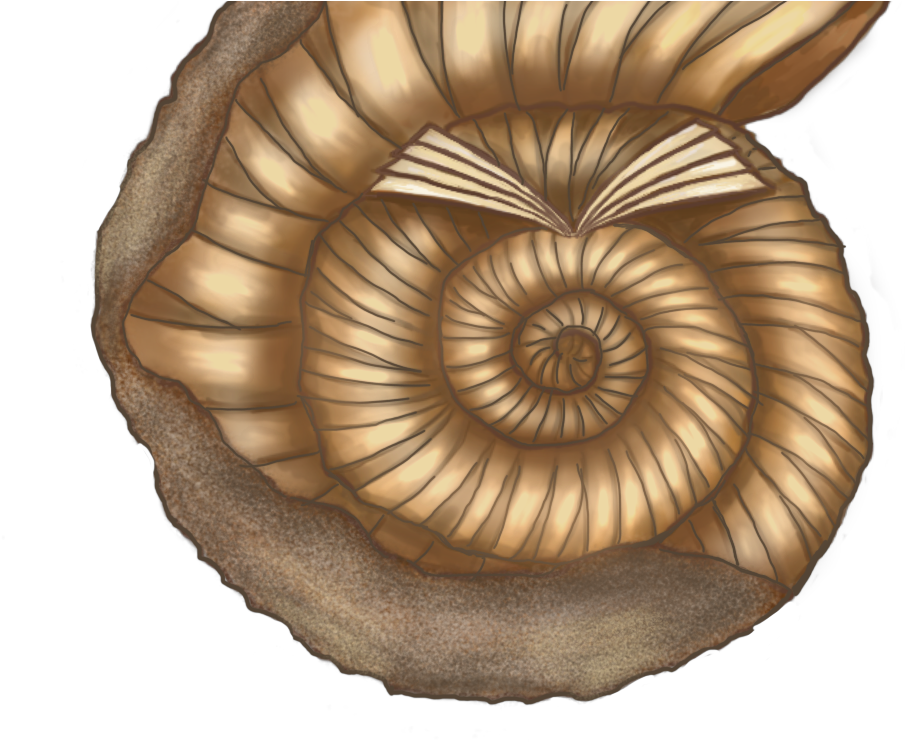 Ammonites (909x909), Png Download