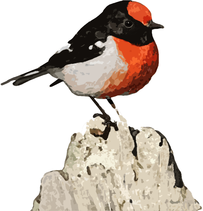 Rose Breasted Grosbeak (900x900), Png Download