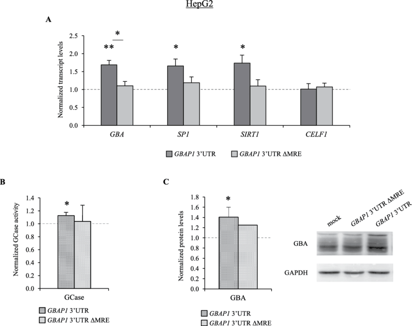 Gbap1 Acts As A Cerna Titrating Mir 22 3p And Up Regulating - Mir-22 (850x673), Png Download