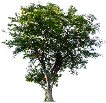 The Fsc Guarantees That The Wood Based Products Purchased - Trees Png File (377x366), Png Download