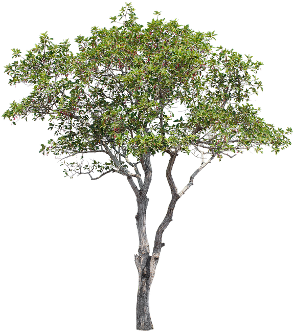 Tree, Green, Isolated, Garden, Forest, Decoration - Tree (720x720), Png Download