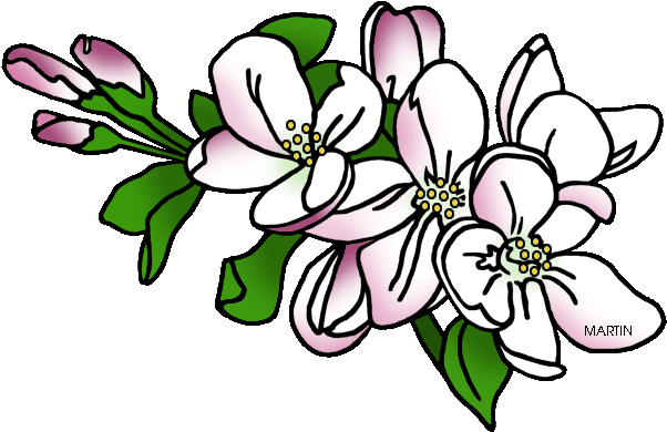 Jpg Freeuse United States Clip Art By Phillip Martin - Apple Blossom Michigan State Flower (648x423), Png Download