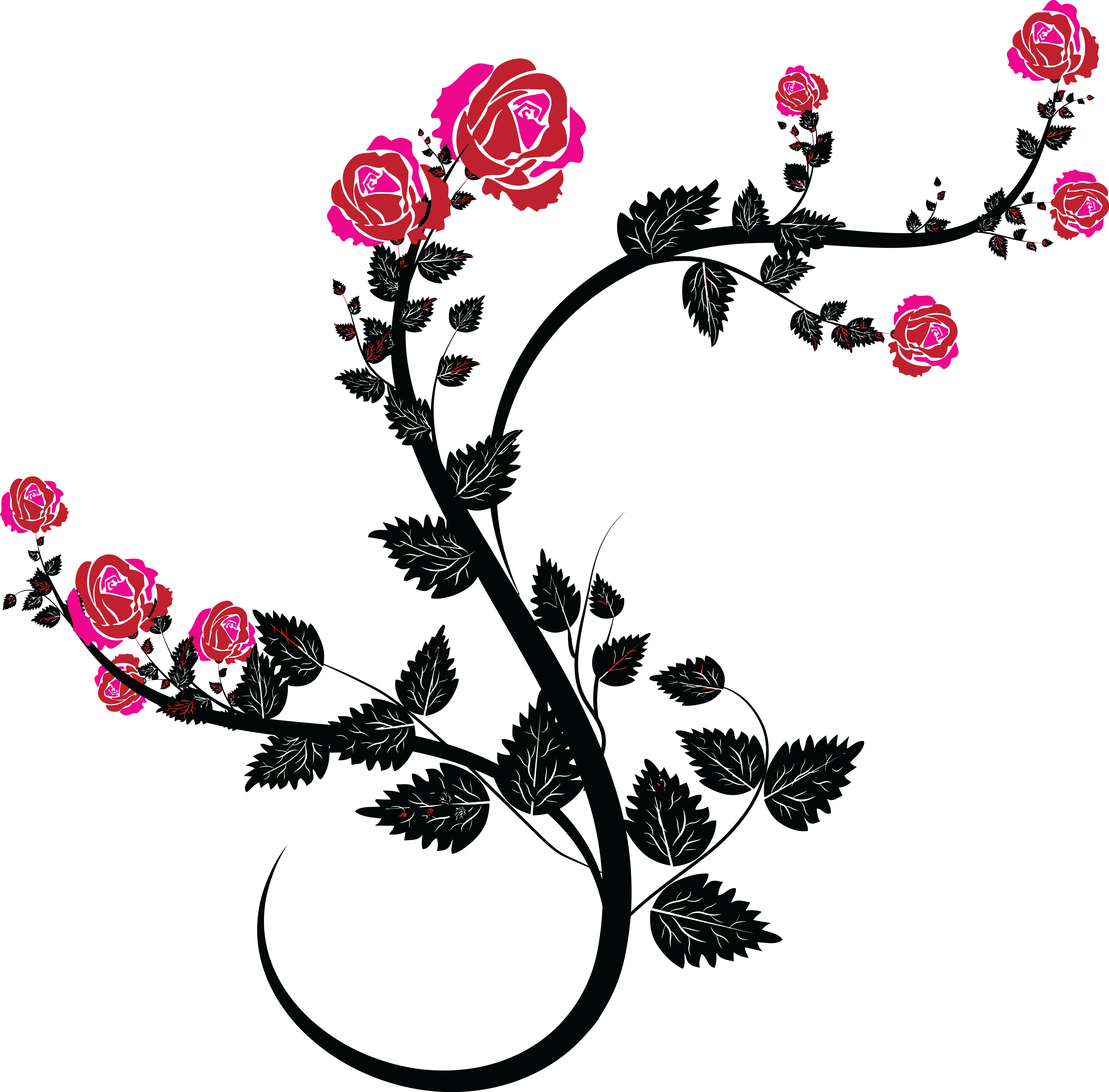 Free Clipart Of A Black And Pink Rose Design - Rose Vine Transparent Clipart (4000x3937), Png Download