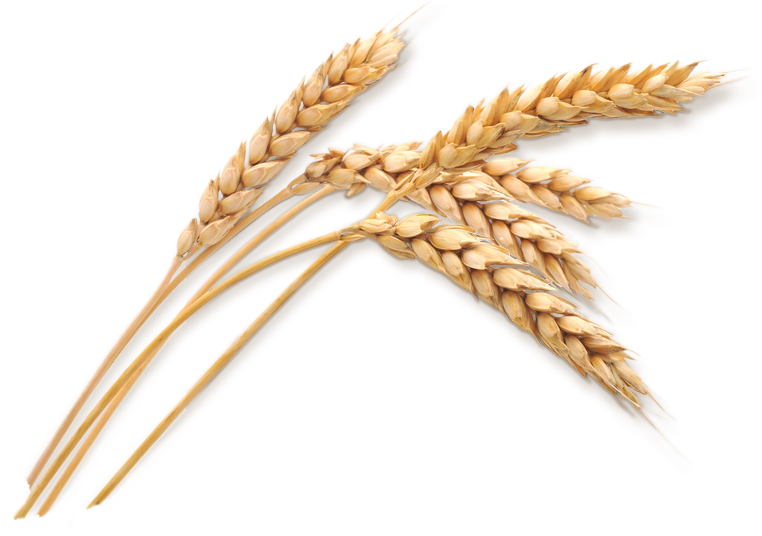 Wheat Stalk Png Download - Wheat Png (786x548), Png Download