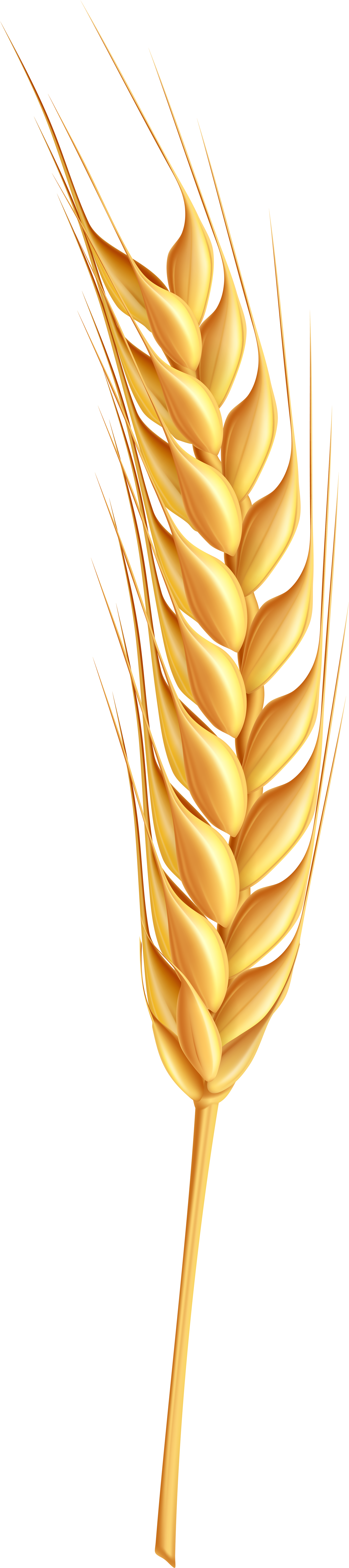 Svg Download Ear Of Wheat Clipart - Coeliac Disease: What You Need To Know (1898x8000), Png Download