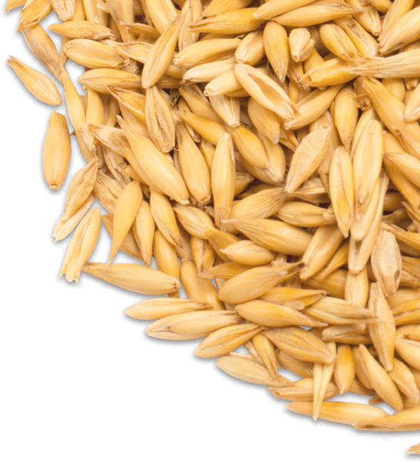 Come See What's Baking - Oat (608x668), Png Download