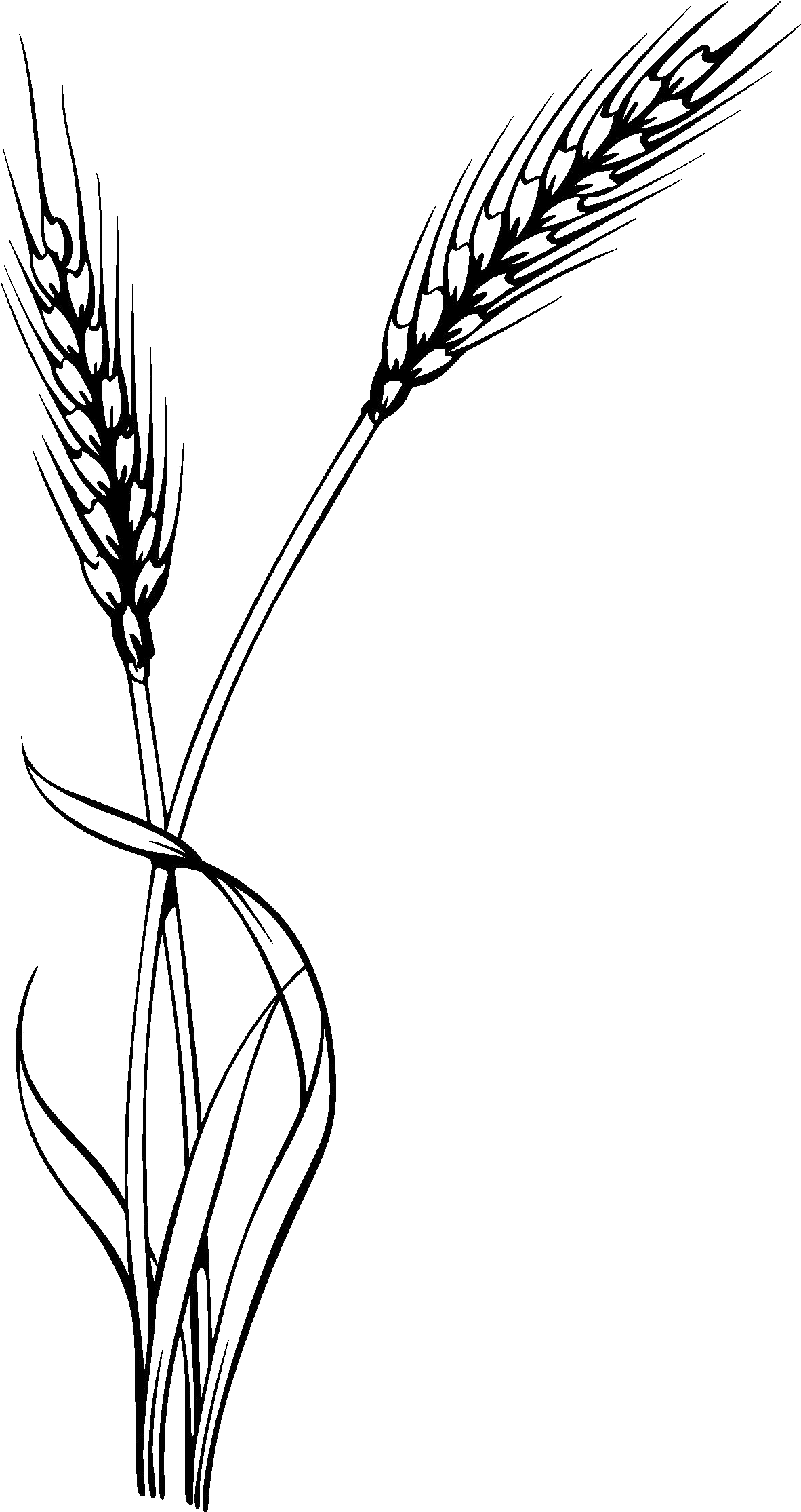 Download HD Oat Clipart Stalk - Wheat Vector Transparent PNG Image -  NicePNG.com, image size:1182x2229