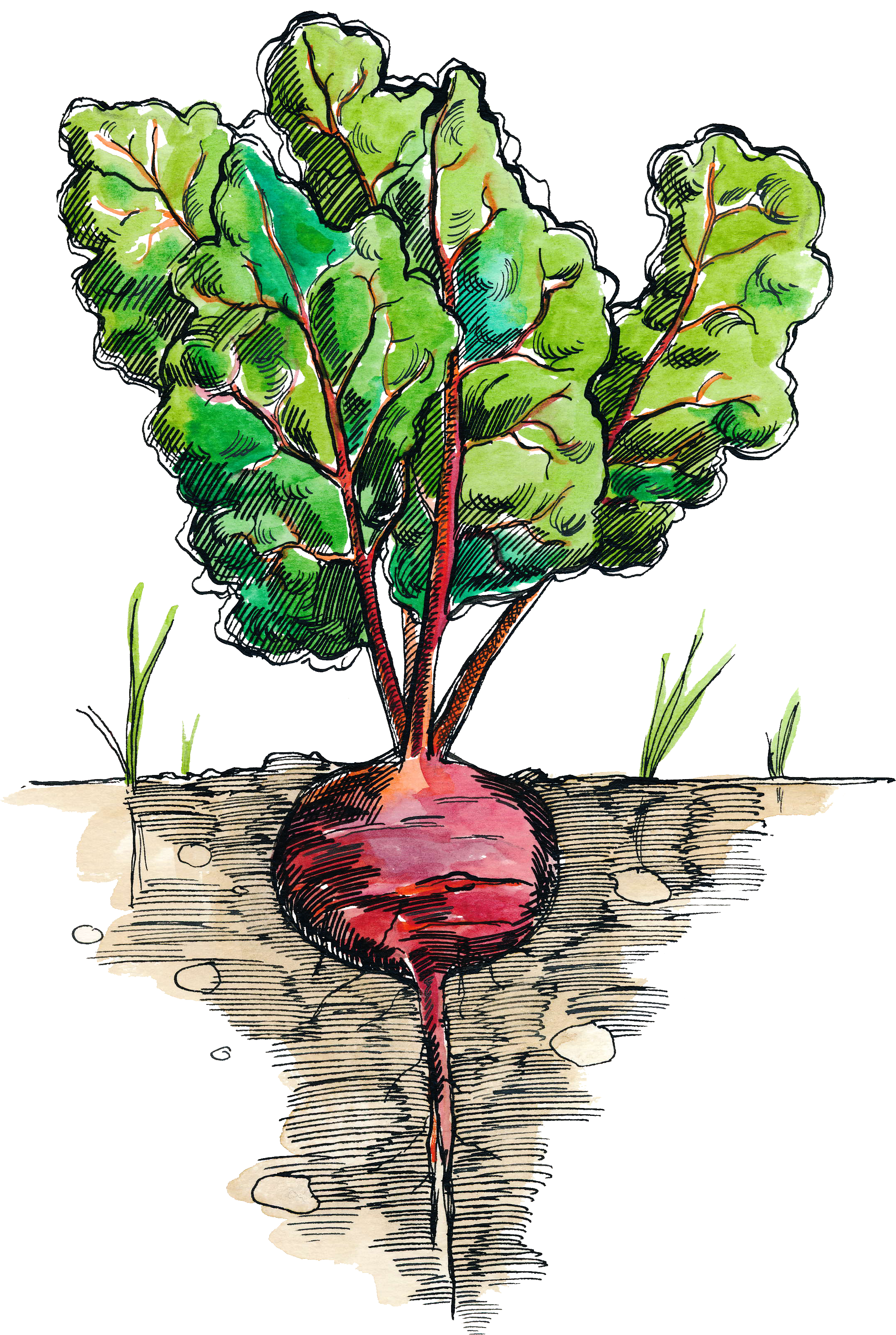 Illustration - High School Lunch December 2017 (2512x3488), Png Download