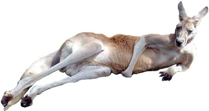 Kangaroo Png (703x372), Png Download