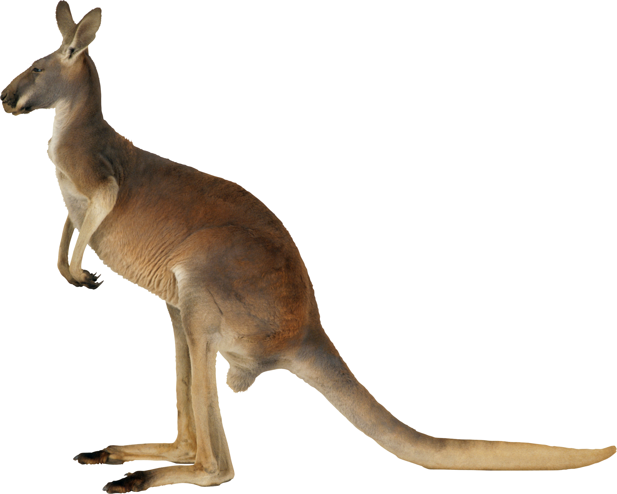 Kangaroo Png (2109x1687), Png Download