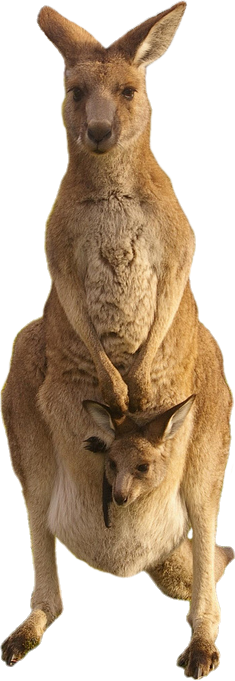 Kangaroo Png (235x681), Png Download