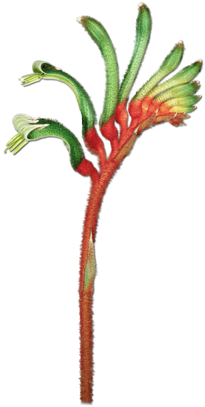 The Color And Form Of Kangaroo Paws - Flora Of Western Australia (300x594), Png Download