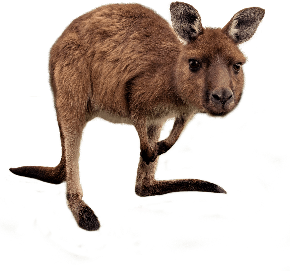Kangaroo - Wallaby (1003x939), Png Download