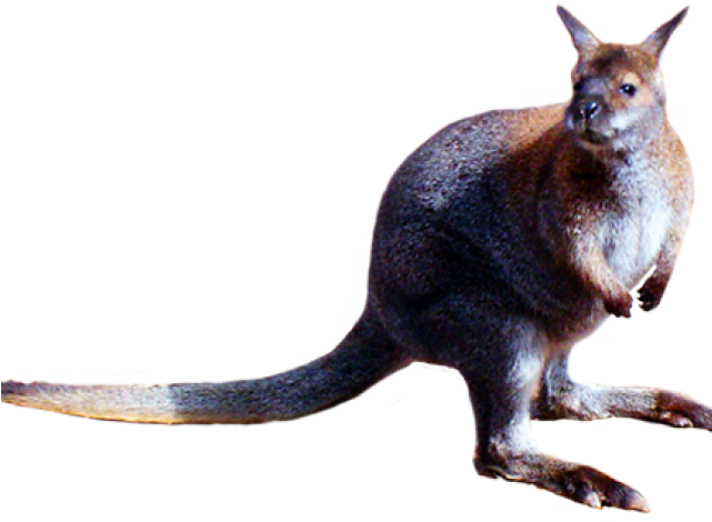 Kangaroo (640x480), Png Download