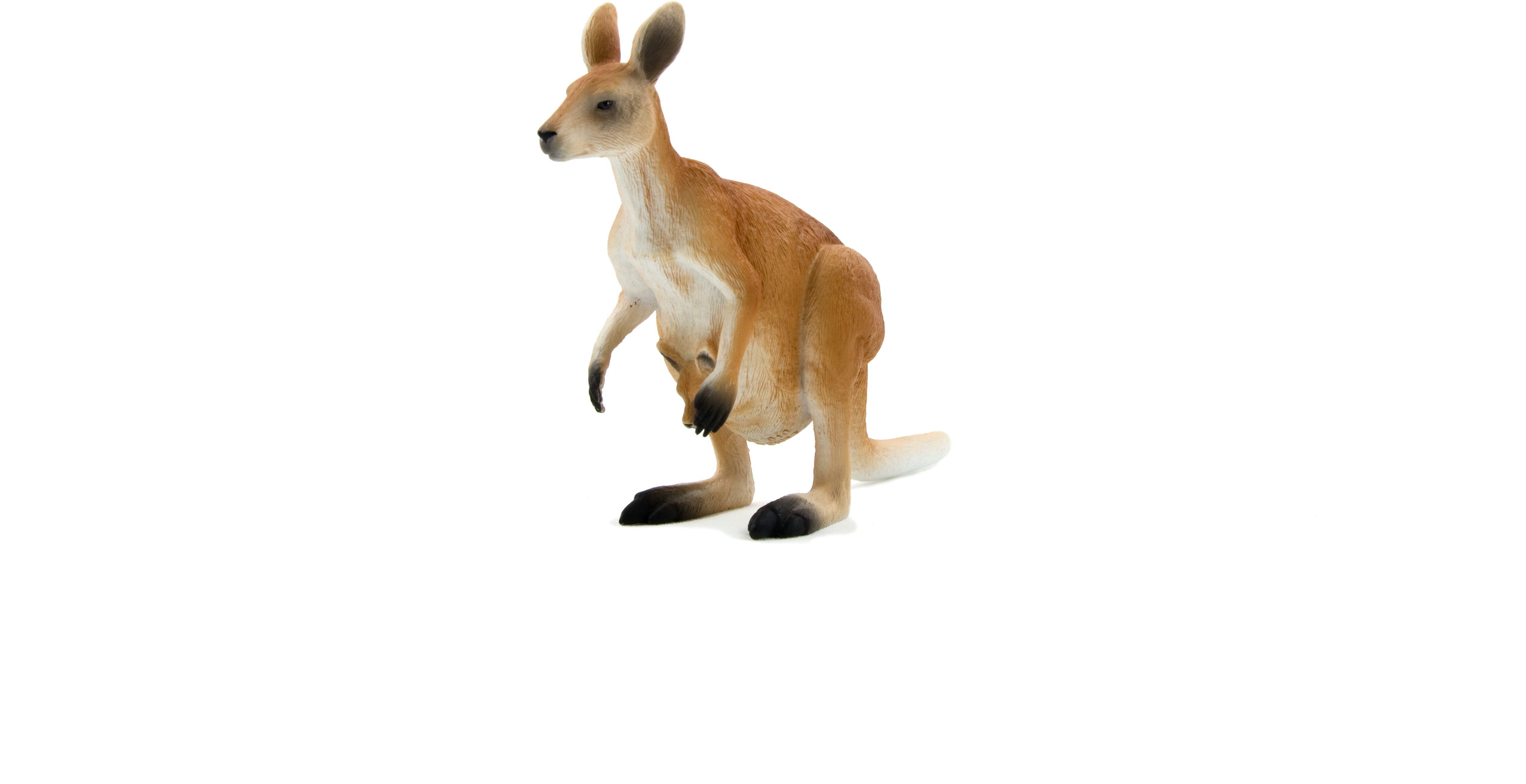 Kangaroo Png (5197x3441), Png Download