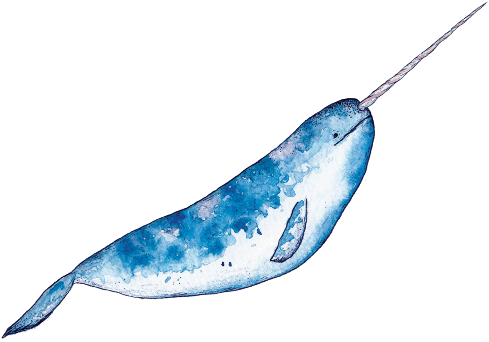 Narwhal1 (1000x758), Png Download