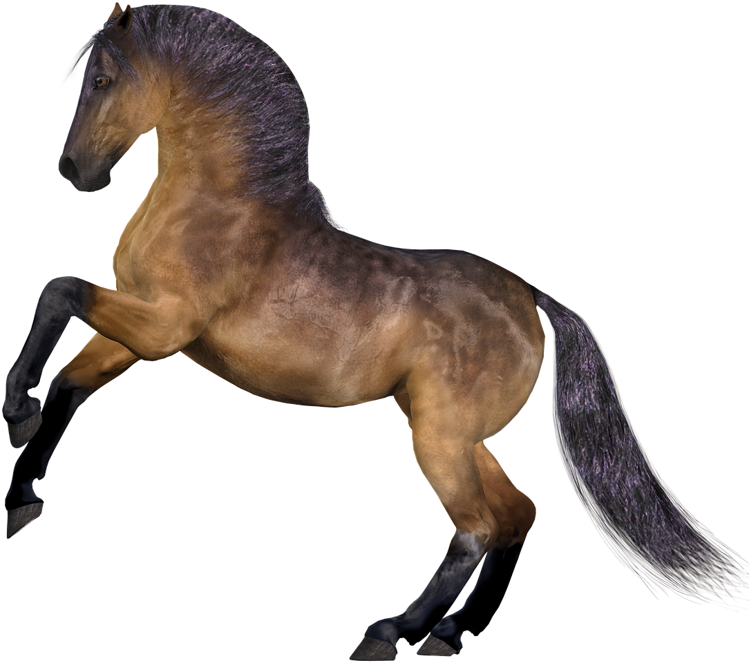 Gambar Kuda Png (886x720), Png Download