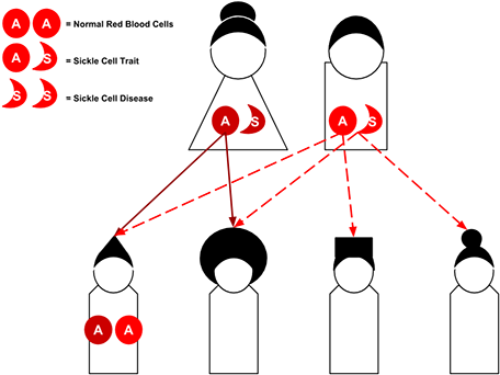 Possibility - Diagram (481x361), Png Download