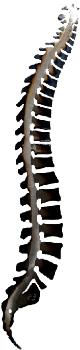 Spinal Wall Art - Spine Art (253x726), Png Download