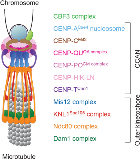 The Kinetochore - - Kinetochore (454x518), Png Download