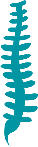 Chiropractic Spine Png - Musculoskeletal Clipart (800x600), Png Download
