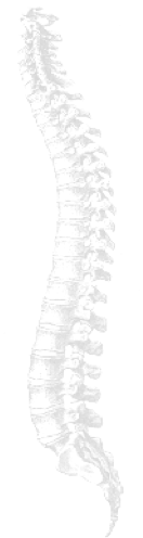 Transparent Spine (425x495), Png Download