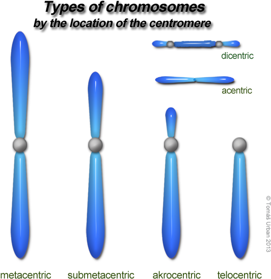 Variations In Chromosome - Types Of Chromosome On The Basis Of Centromere (599x586), Png Download
