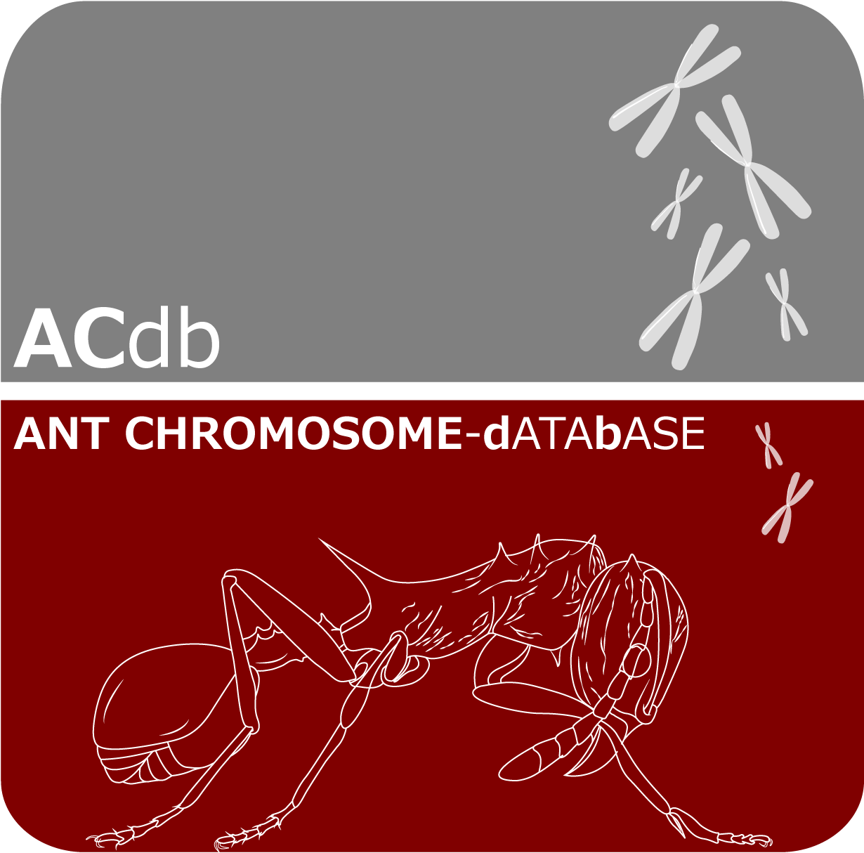 Graphic Design (1347x1316), Png Download