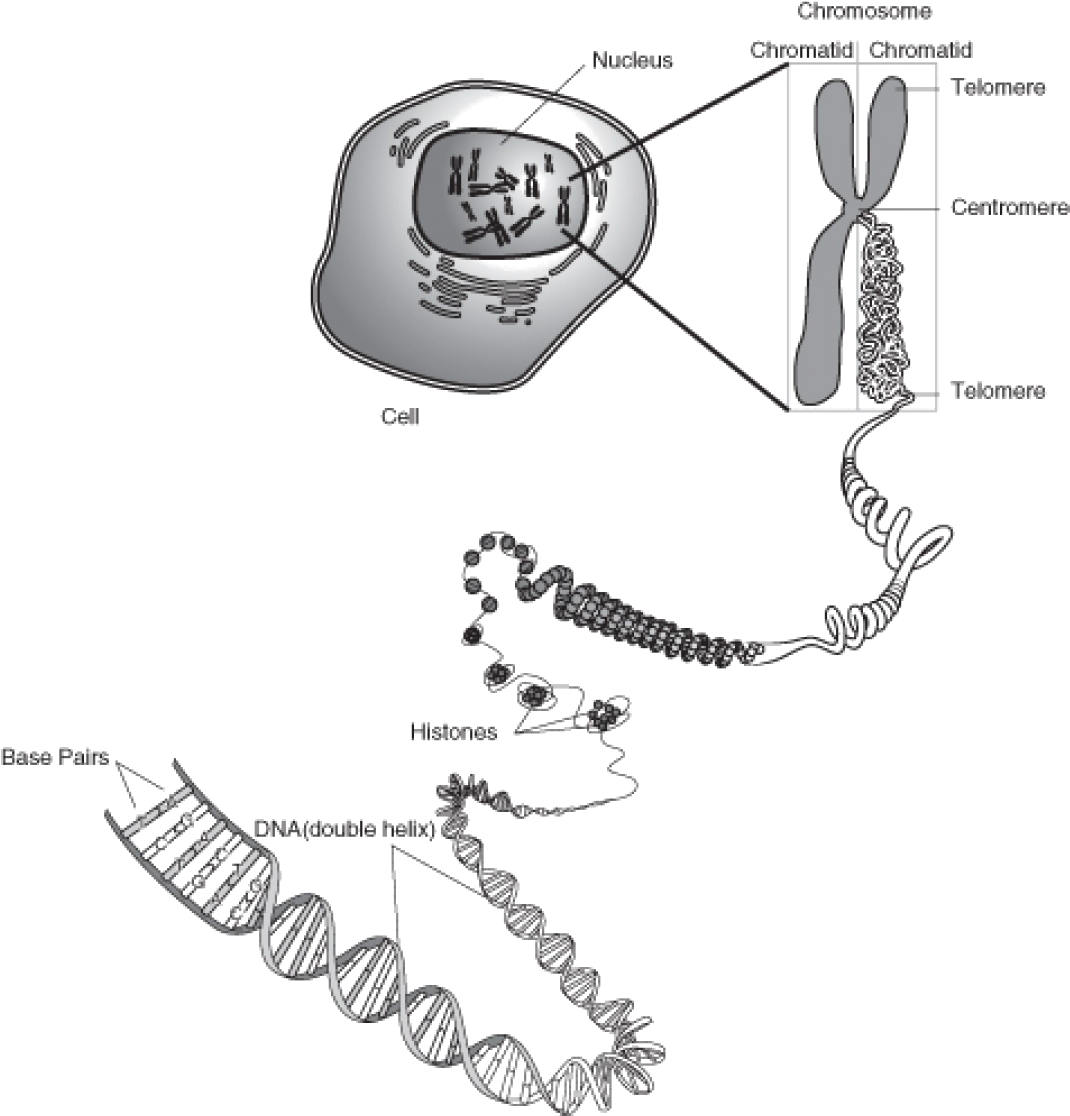 Download Dna Molecule Chromosome - HD Transparent PNG - NicePNG.com