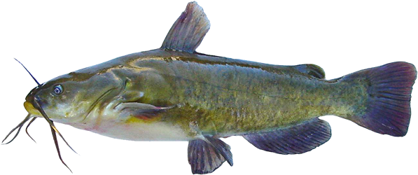 Brown Bullhead - Bullhead Fish Manitoba (600x281), Png Download