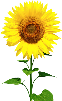 Sunflower Oil - Properties - Limits - Sunflower Oil Benefit Skin (283x425), Png Download