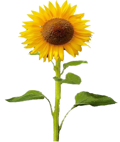 Agrícola - Sunflower Plant (546x496), Png Download