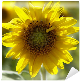 Common Sunflower (400x400), Png Download