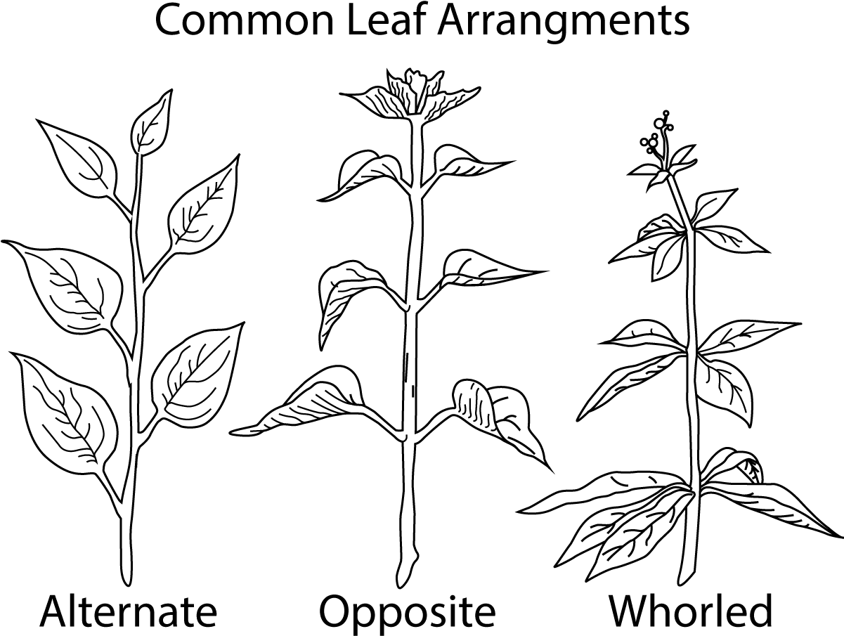 A Picture Of Different Types Of Leaf - Leaf (1200x926), Png Download