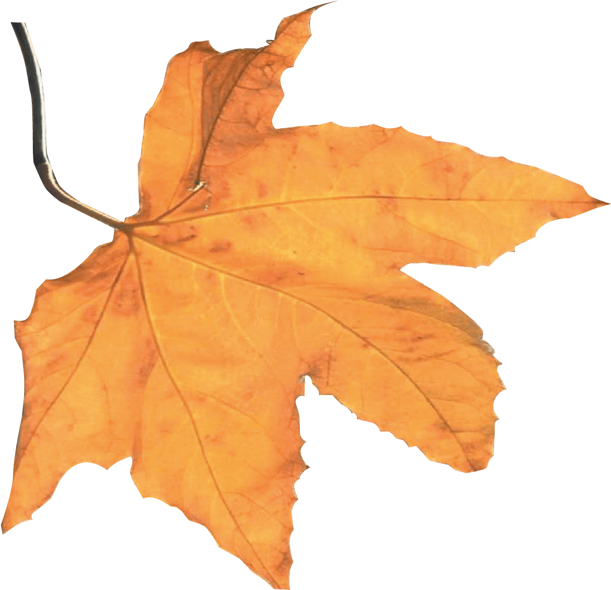 Best Autumn Harvest Leaf - Harvest Autumn (1229x1198), Png Download