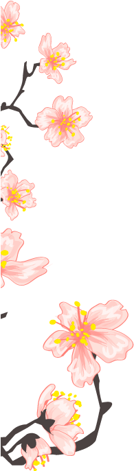 Asian Sakura - Illustration (1000x1000), Png Download