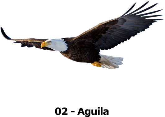 Tu Animalito - Bald Eagle Flying Png (696x521), Png Download