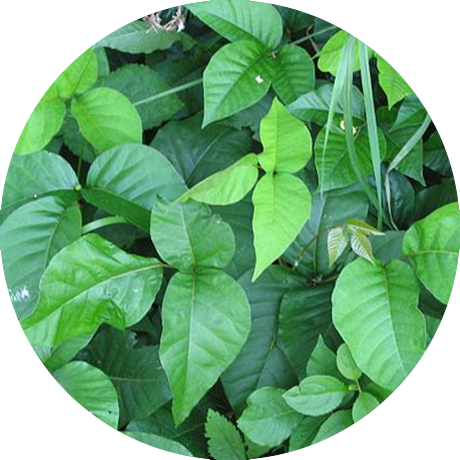 Poison Ivy - Identify Poison Ivy (460x460), Png Download