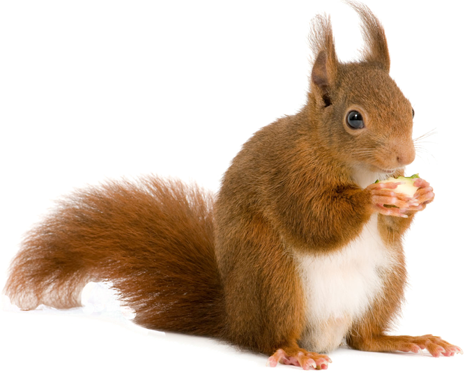 Squirrel Png (670x538), Png Download