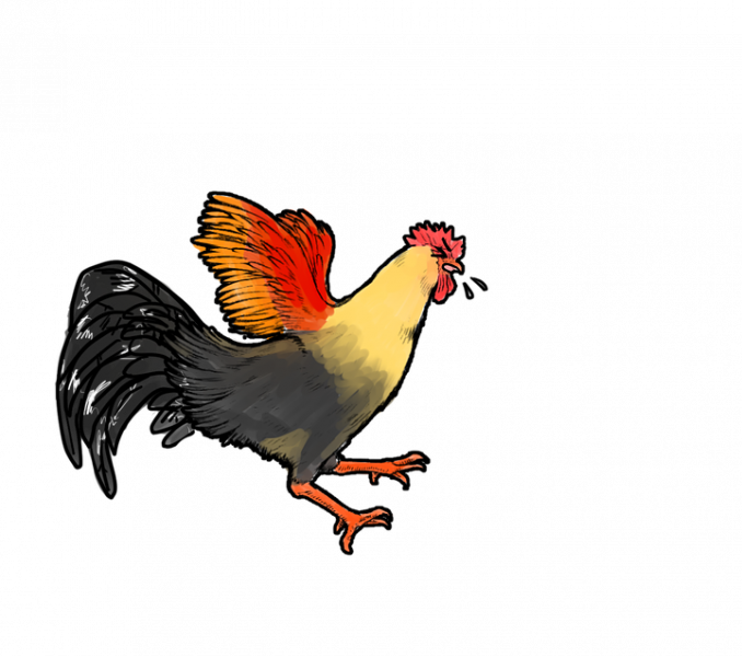 Rooster Hen Chicken Rooster Cock Hen Free Image On - Hen Chicken Rooster (678x600), Png Download