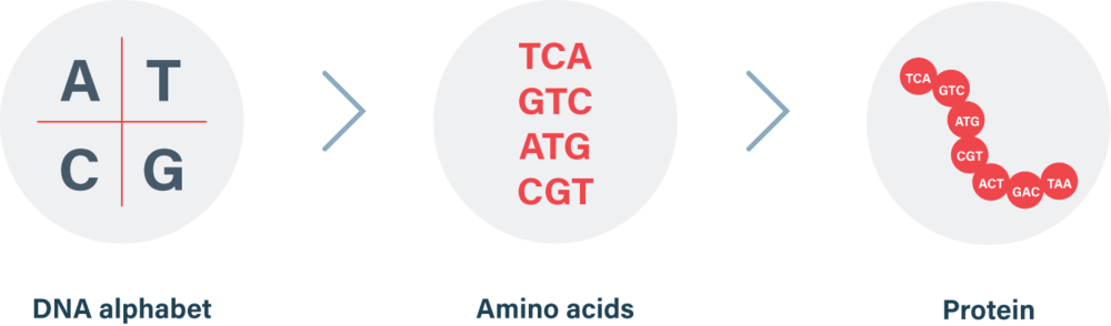 Dna Makes Protein - Circle (1000x294), Png Download