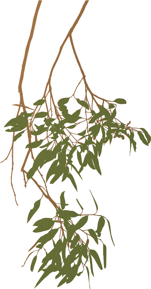 Eucalyptus Clipart Gum Tree - Gum Tree Clip Art (560x1000), Png Download