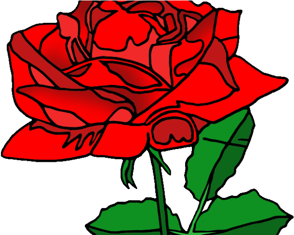 Red Rose Clipart American Beauty - Washington Dental Health Care: Martin Phillip S Dds (640x480), Png Download